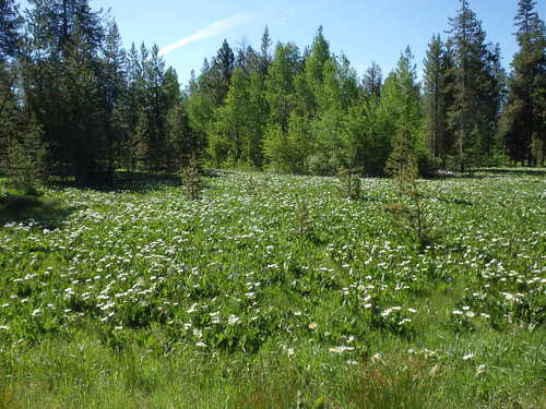 GDMBR: Marsh Marigolds.